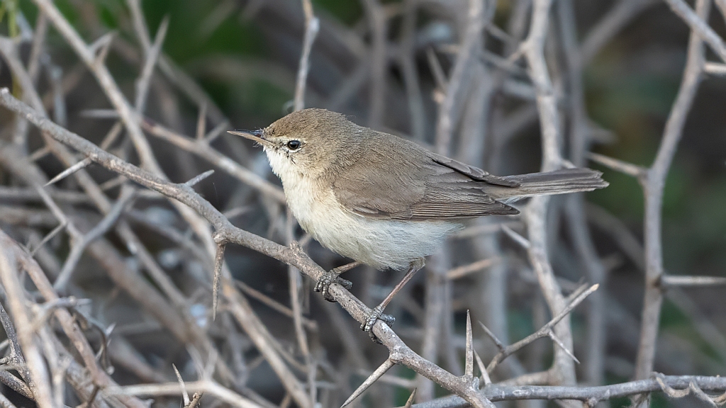 Booted Warbler